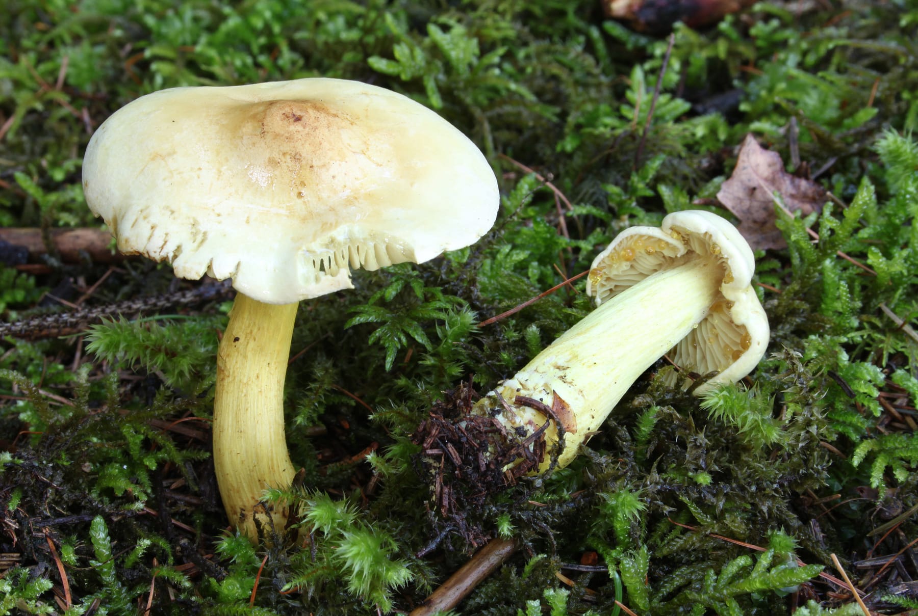 Gąska siarkowa (Tricholoma sulphureum) — zdjęcie 1 z 4
