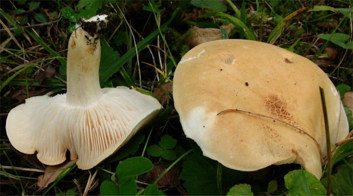 Gąska śmierdząca (Tricholoma lascivum) — zdjęcie 1 z 4