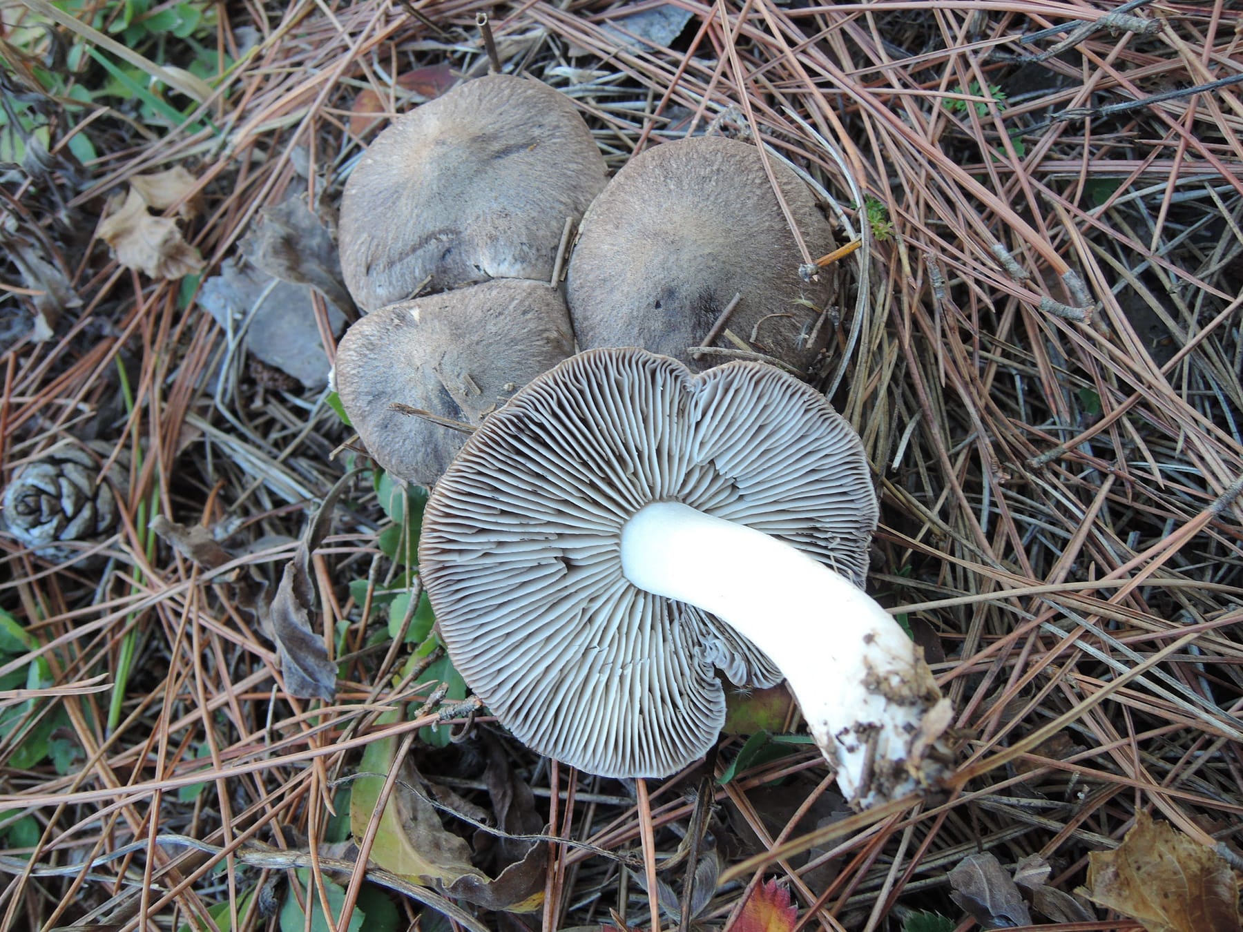 Gąska szarobrązowa (Tricholoma gausapatum) — zdjęcie 1 z 4