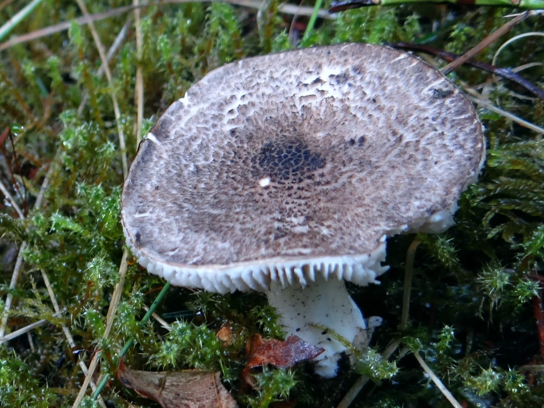 Gąska tygrysia (Tricholoma pardinum)