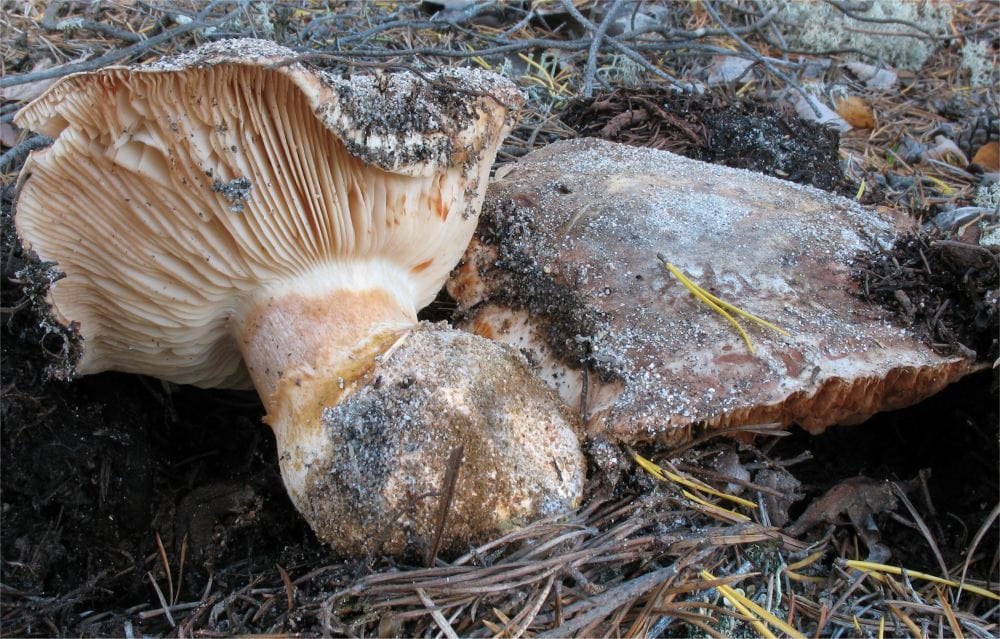 Gąska wielka (Tricholoma colossus) — zdjęcie 1 z 4
