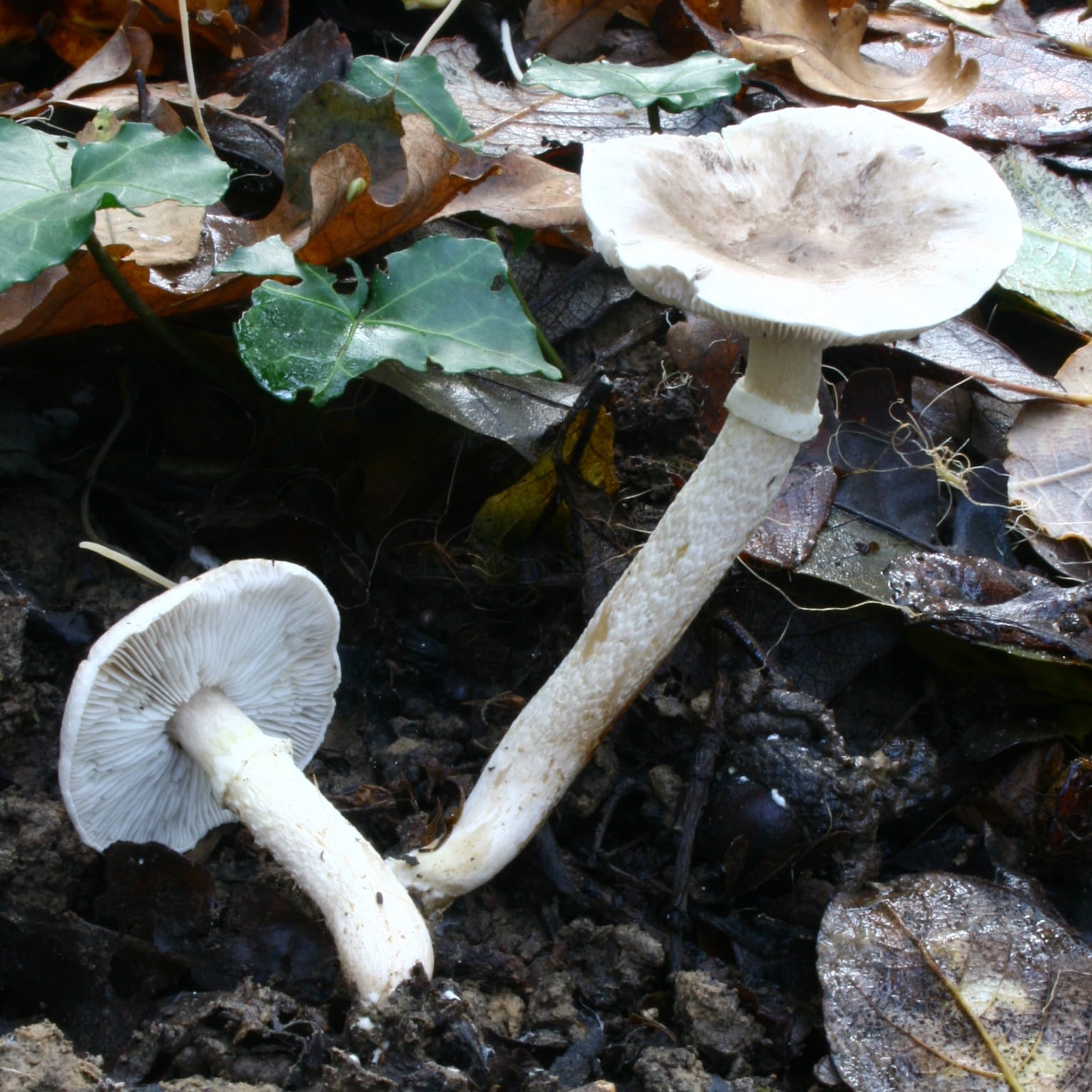 Gąska wierzbowa (Tricholoma cingulatum) — zdjęcie 1 z 4