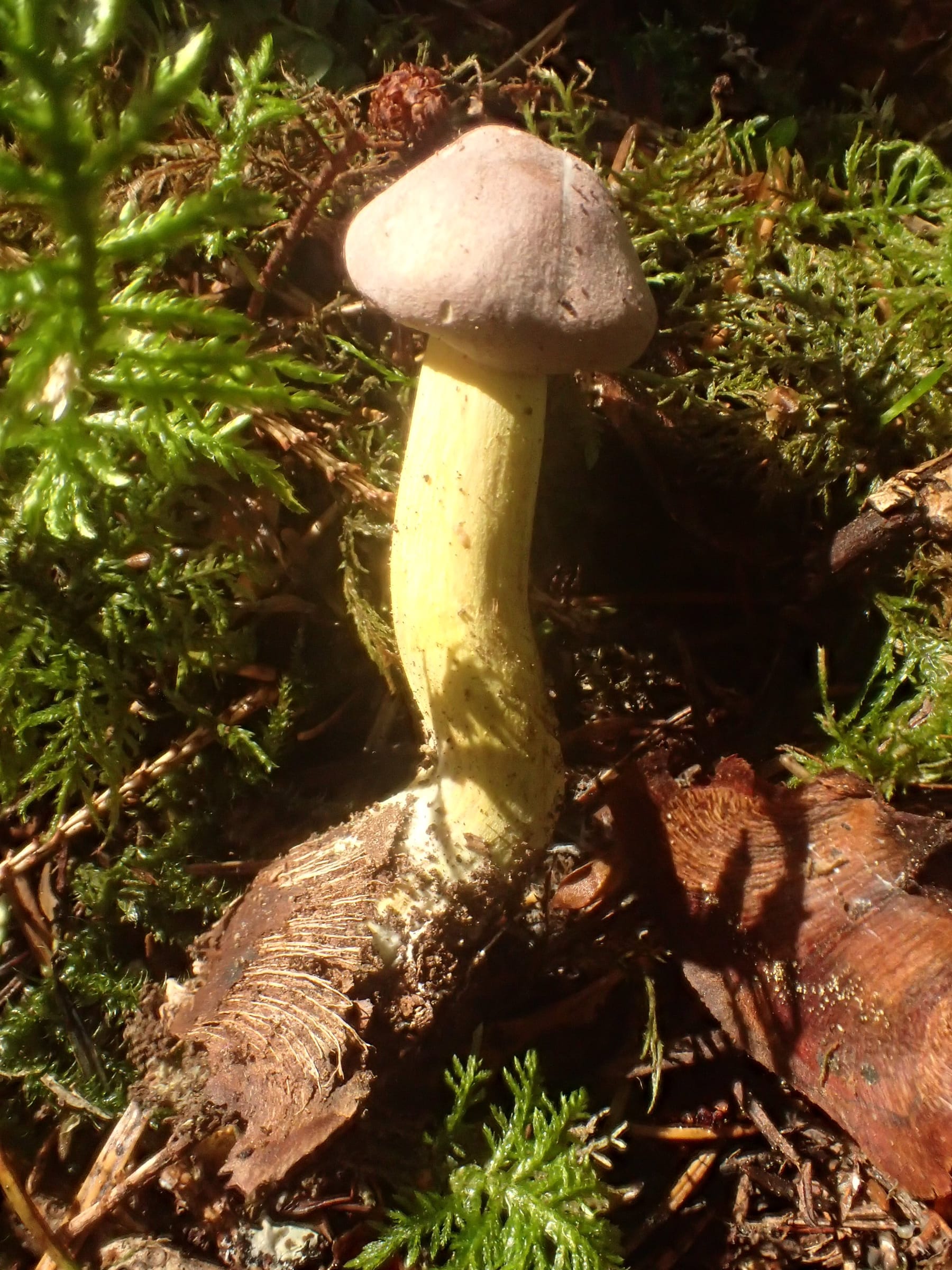 Gąska winnobrązowa (Tricholoma bufonium) — zdjęcie 1 z 4