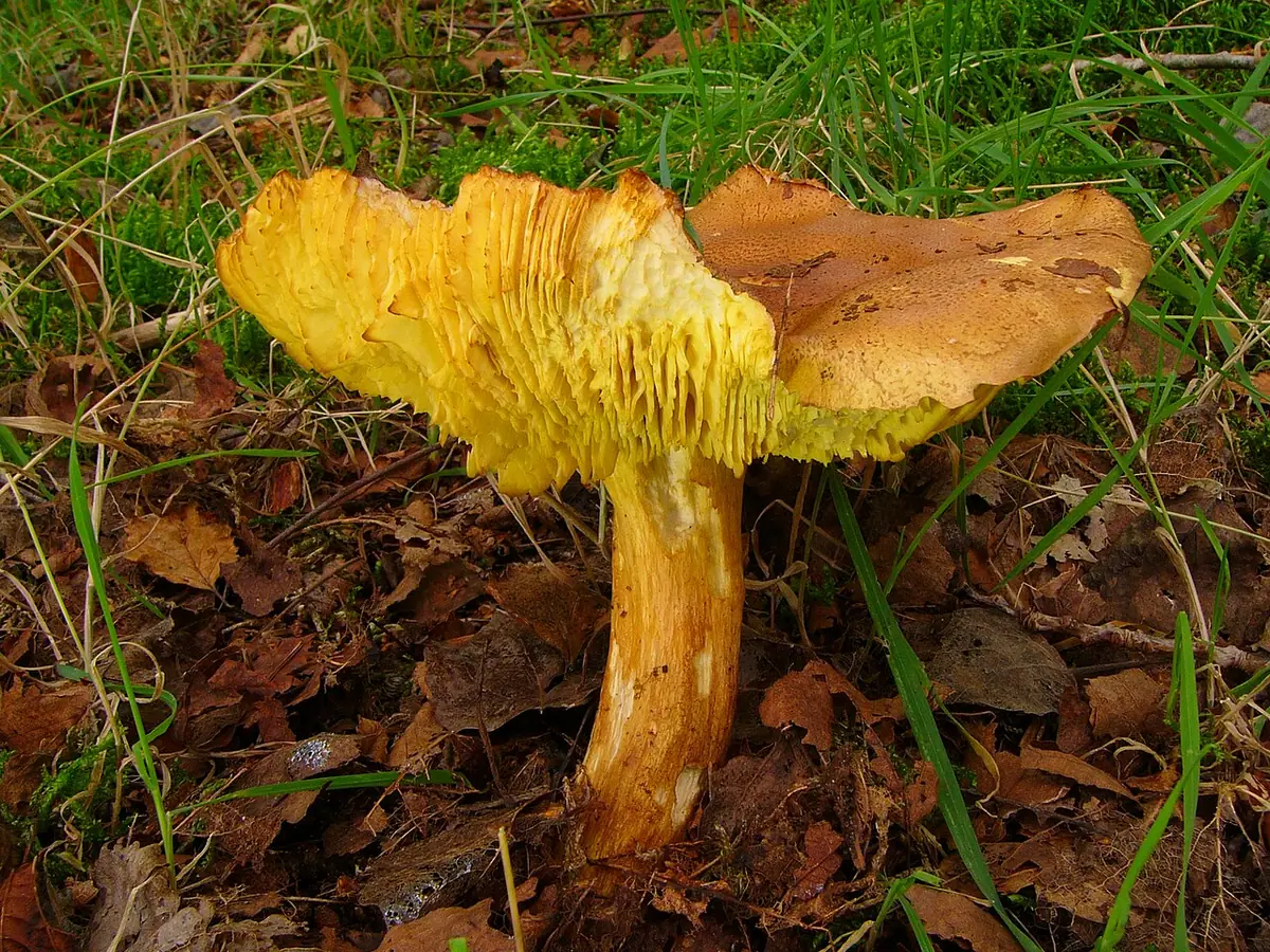 Gąska zielonka (Tricholoma equestre) — zdjęcie 1 z 4