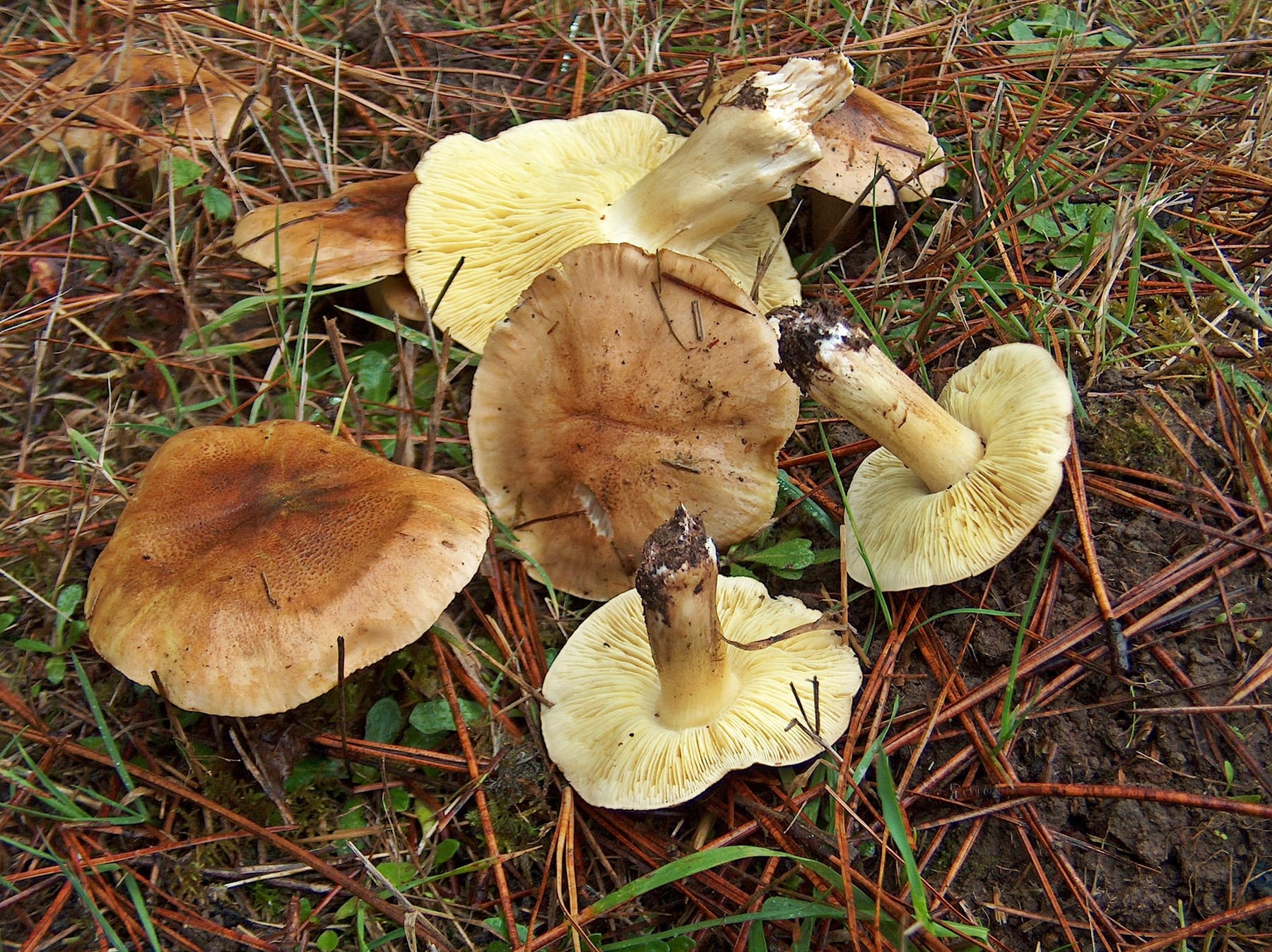 Gąska zielonka (Tricholoma equestre)
