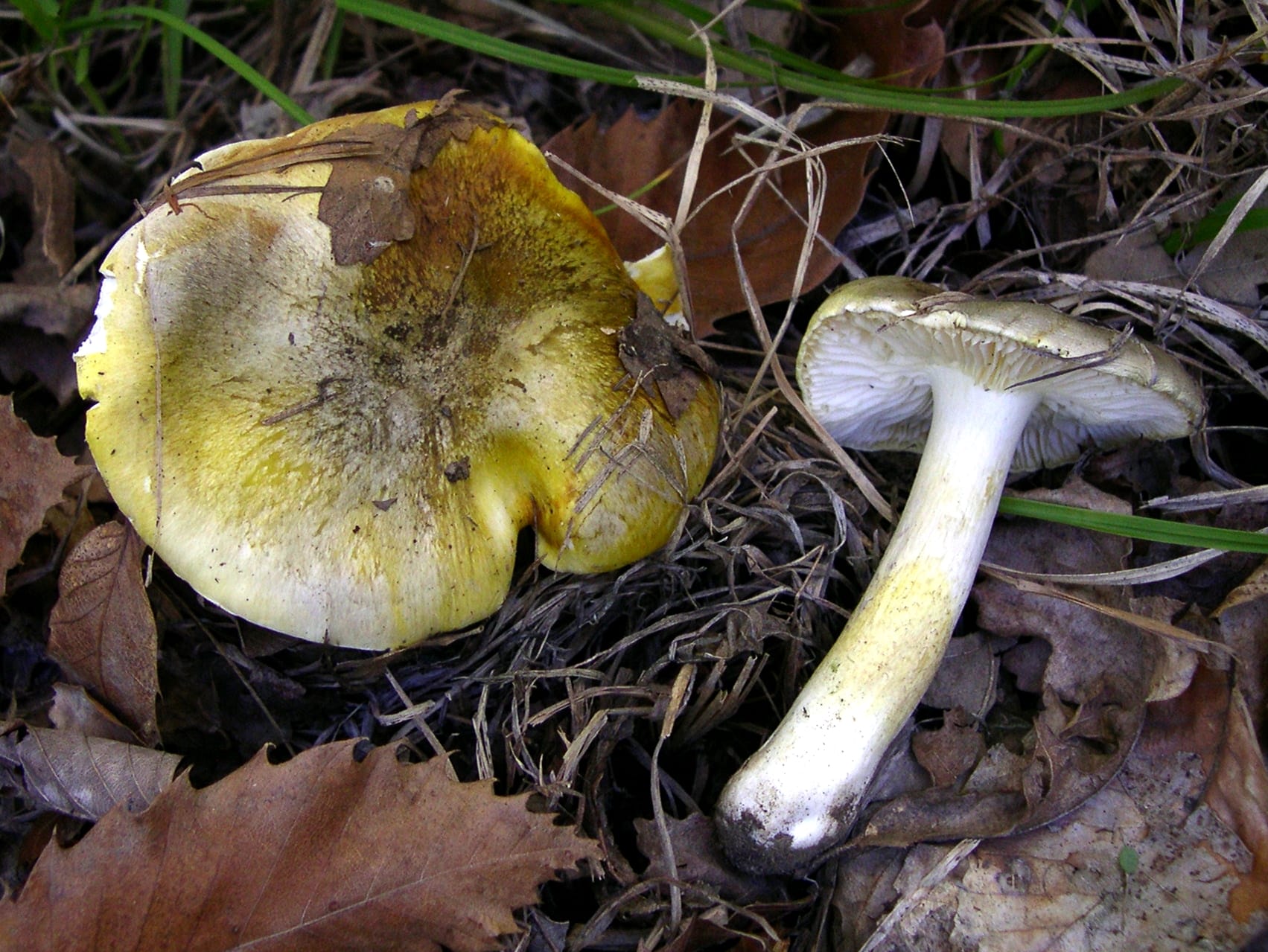 Gąska zielonożółta (Tricholoma sejunctum)