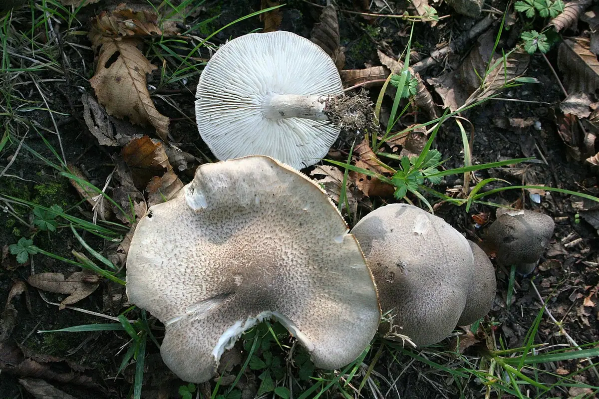 Gąska żółknąca (Tricholoma scalpturatum)