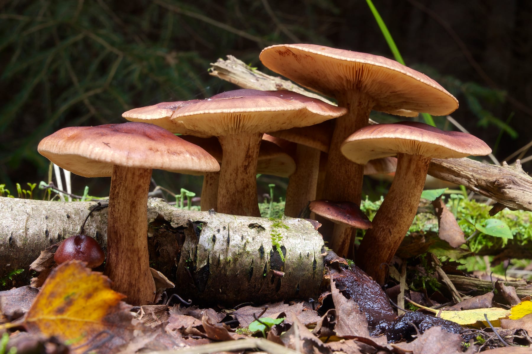 Gąska żółtobrunatna (Tricholoma fulvum)