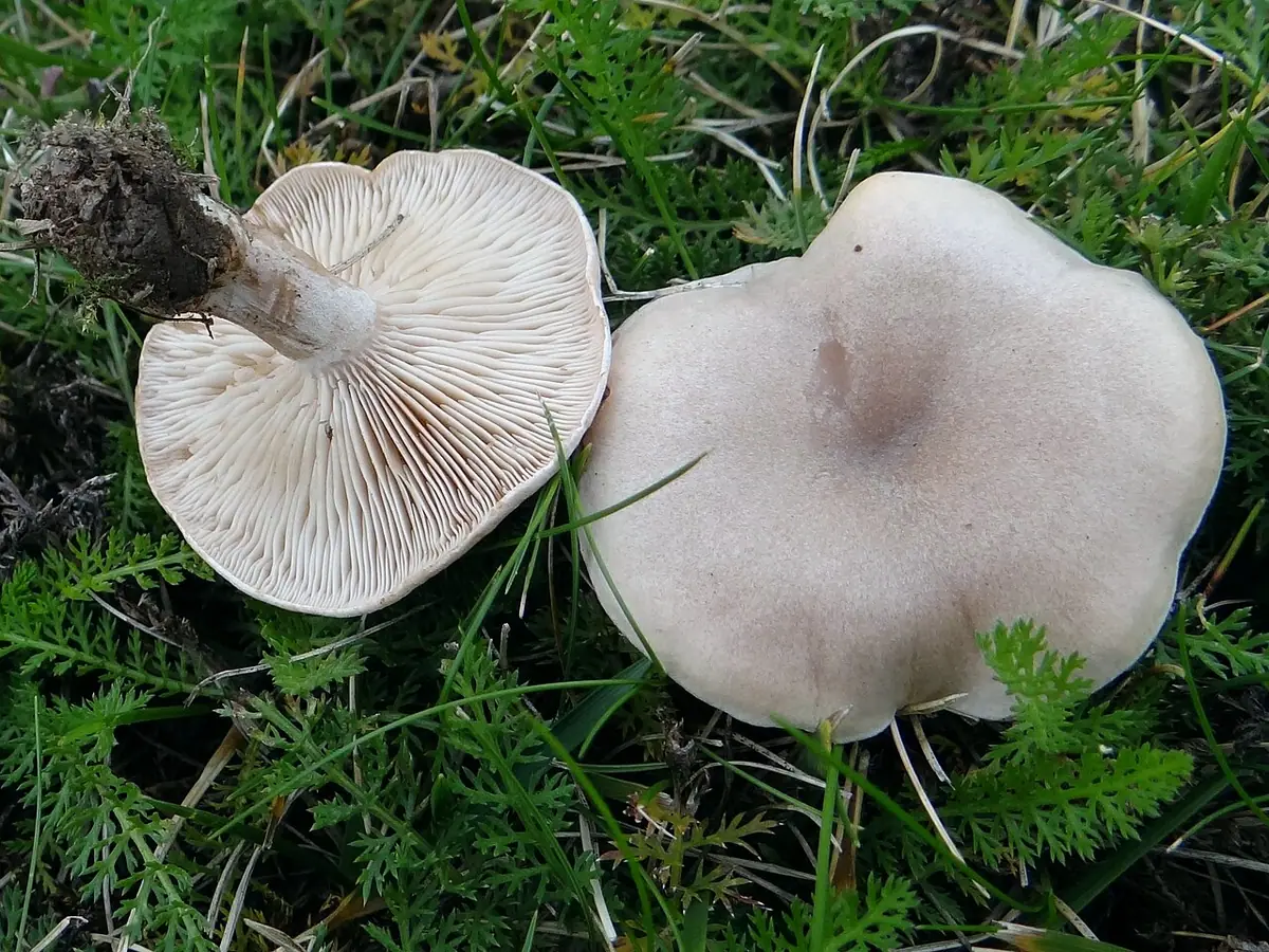 Gąsówka kołpaczkowata (Lepista panaeolus) — zdjęcie 1 z 4