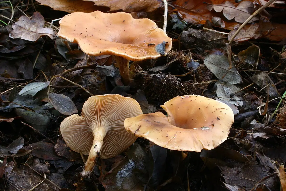 Gąsówka rudawa (Lepista flaccida)