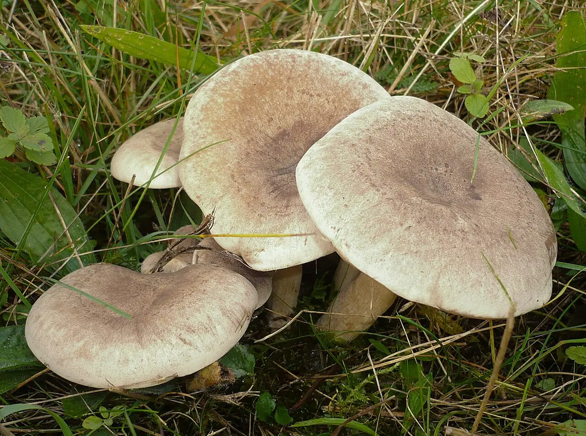 Gąsówka szarobrązowa (Lepista luscina) — zdjęcie 1 z 4