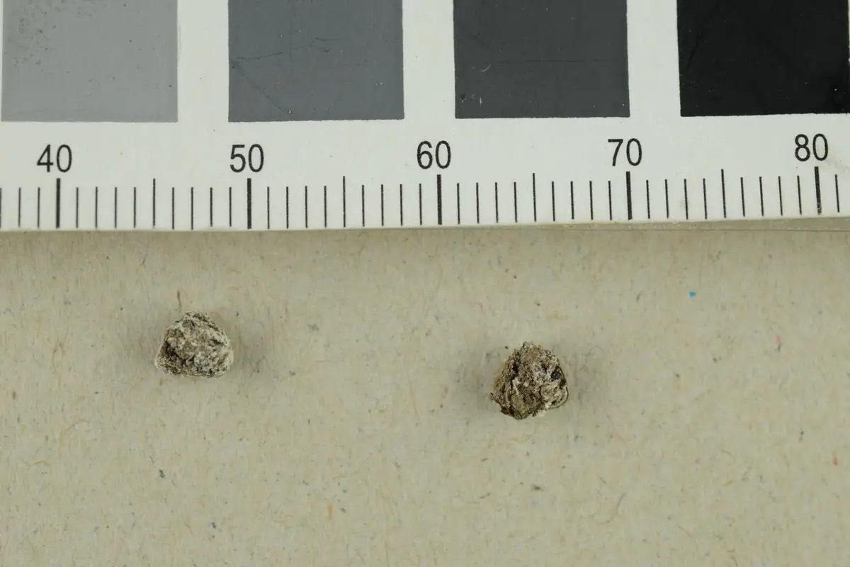 Genea (Genea verrucosa) — zdjęcie 1 z 2