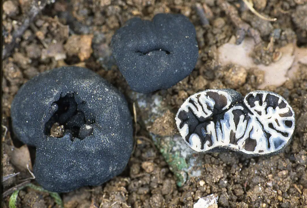 Genea kulista (Genea sphaerica)