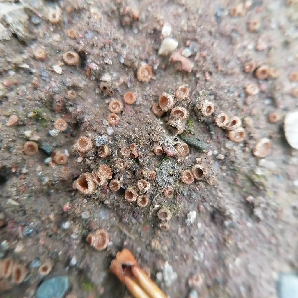 Geopora arenosa — zdjęcie 1 z 2