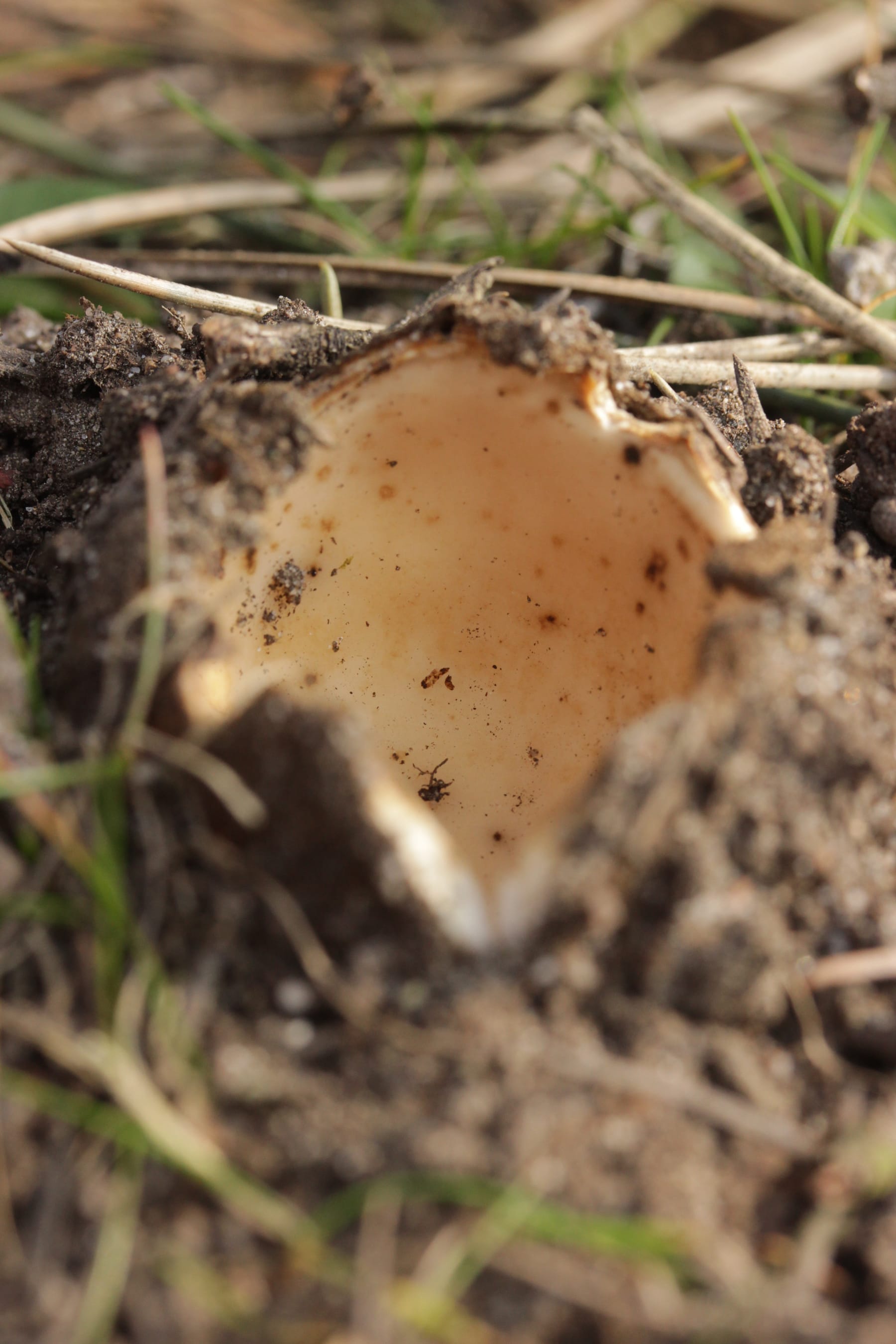 Geopora sumneriana — zdjęcie 1 z 4