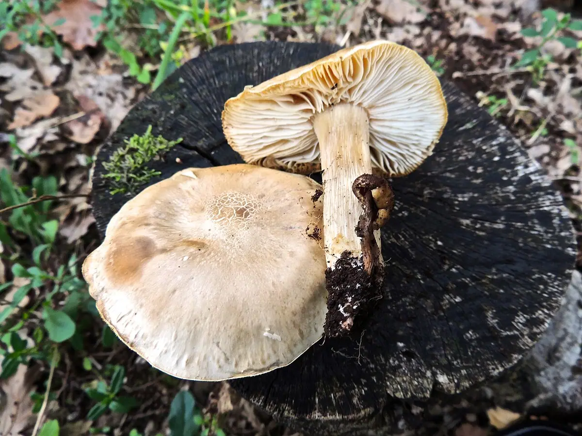 Gęśnica biaława (Tricholomella constricta) — zdjęcie 1 z 2