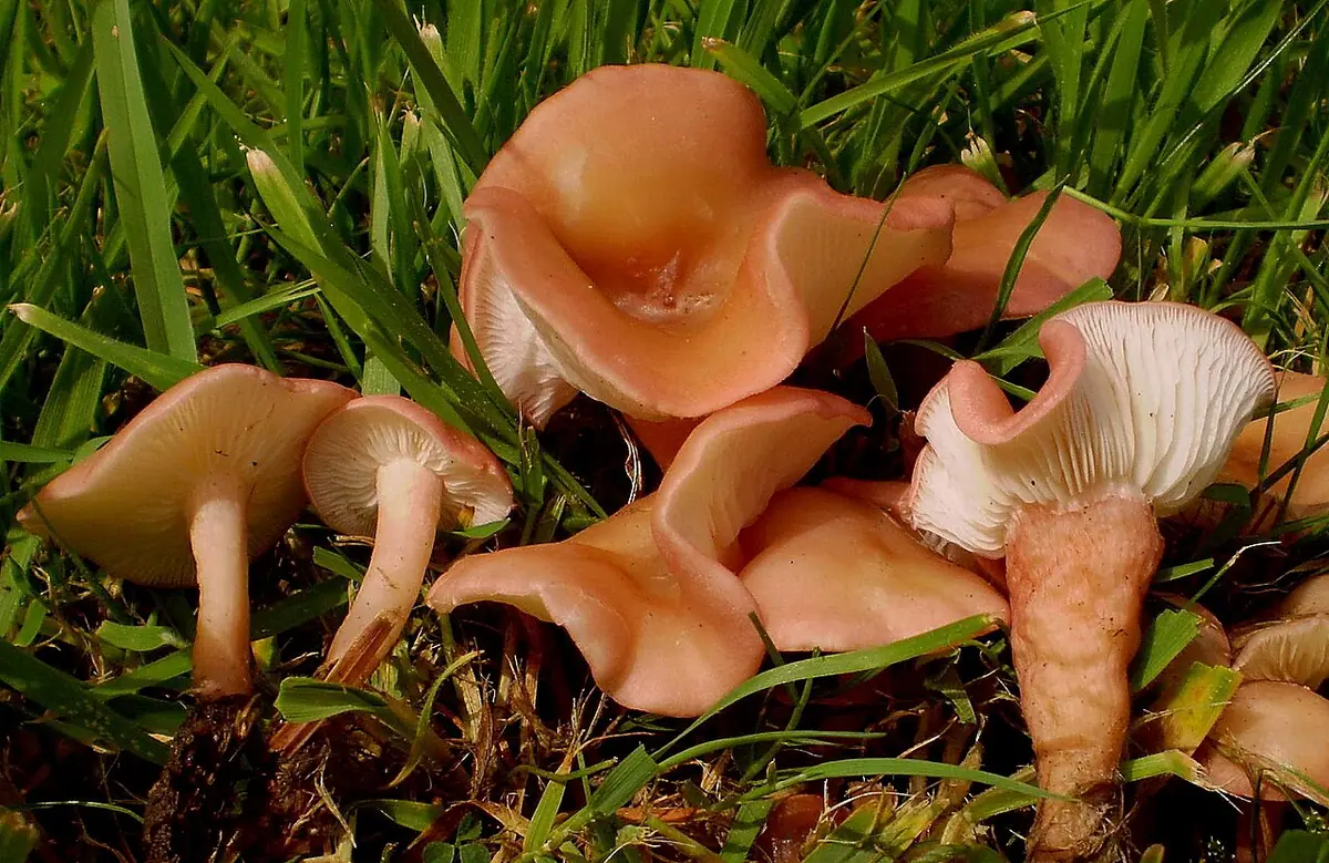 Gęśnica czerwonawa (Rugosomyces carneus) — zdjęcie 1 z 4