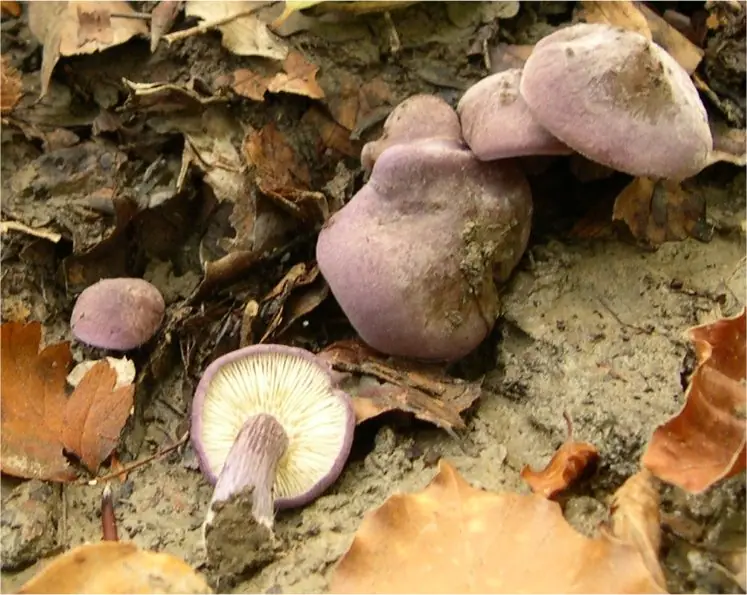 Gęśnica fiołkowa (Rugosomyces ionides) — zdjęcie 1 z 4