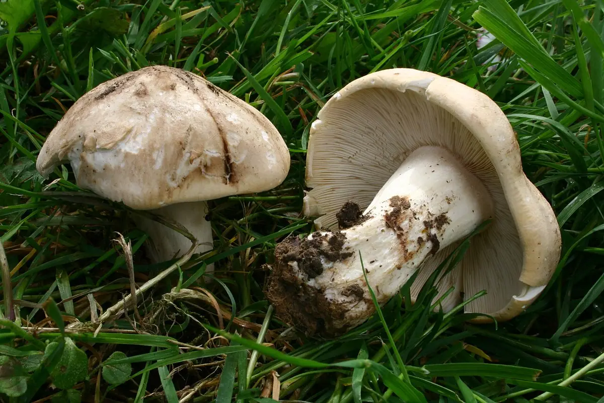Gęśnica wiosenna (Calocybe gambosa) — zdjęcie 1 z 4