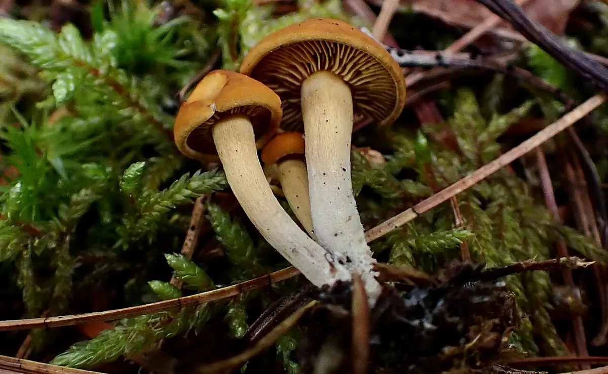 Gęśnica ziarnista (Calocybe naucoria) — zdjęcie 1 z 4