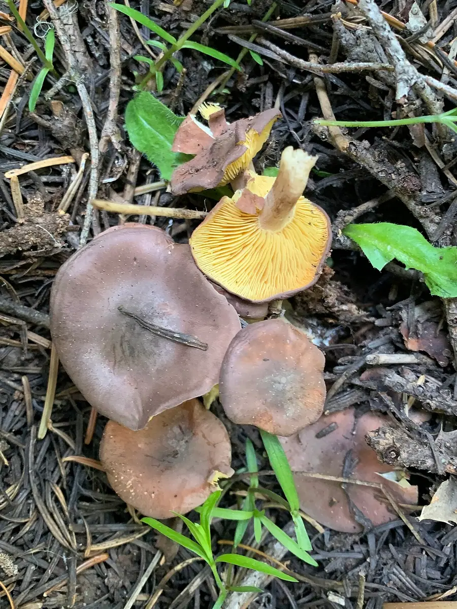 Gęśnica złotożółta (Rugosomyces onychinus) — zdjęcie 1 z 4
