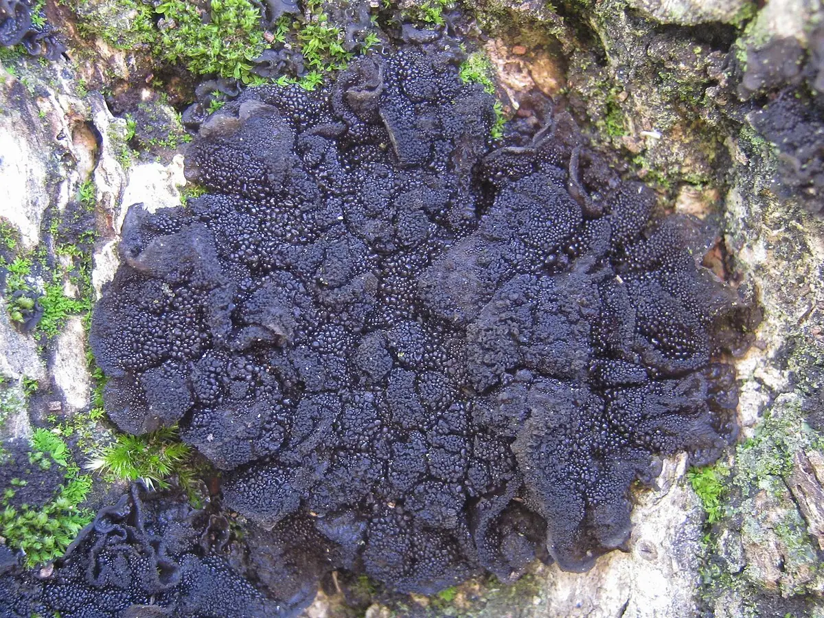 Glenik uszaty (Lathagrium auriforme) — zdjęcie 1 z 4