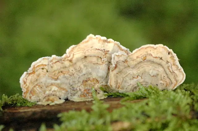 Gmatkówka szarawa (Cerrena unicolor) — zdjęcie 1 z 4