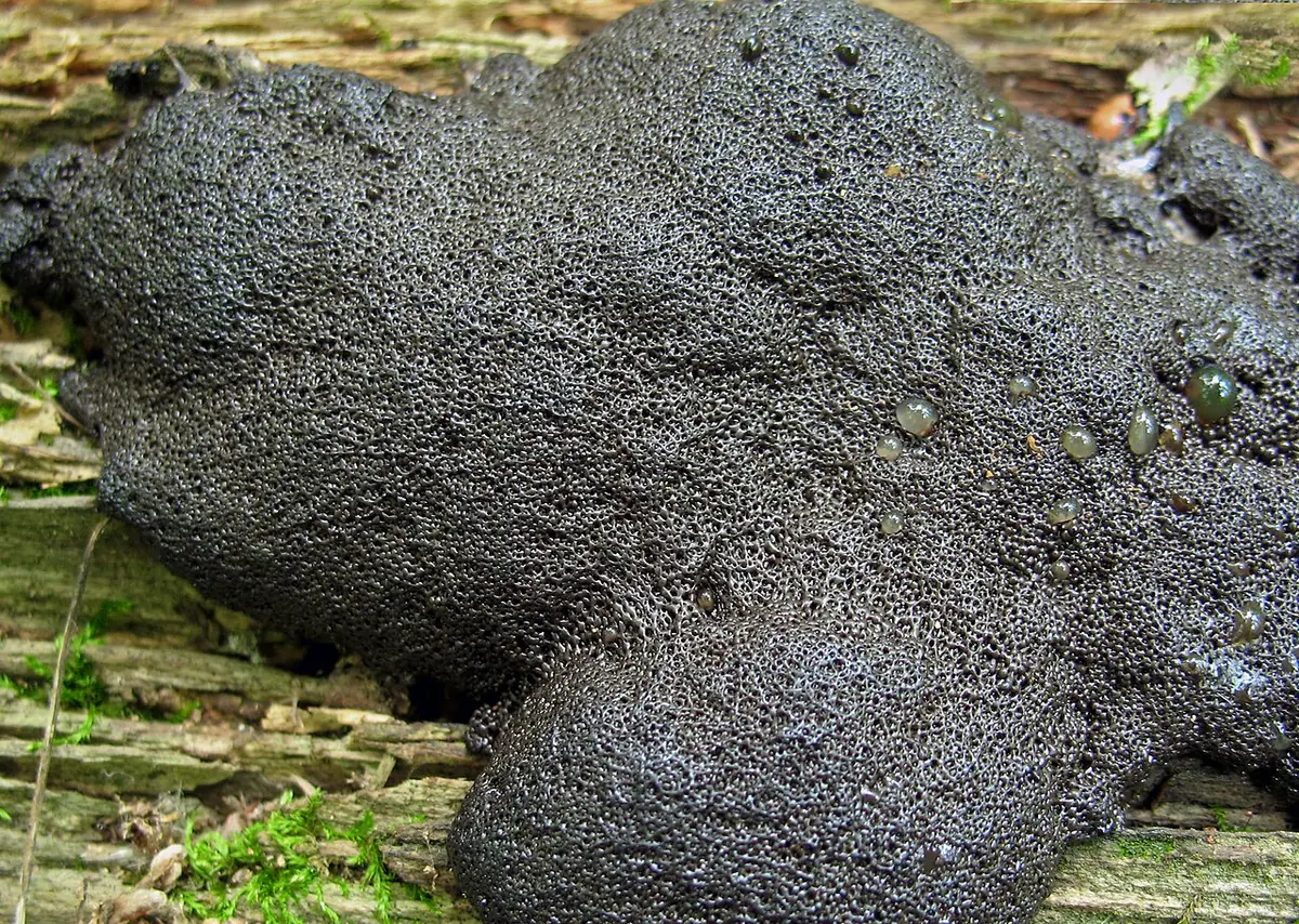 Gmatwianka krowieniec (Lindbladia tubulina) — zdjęcie 1 z 3