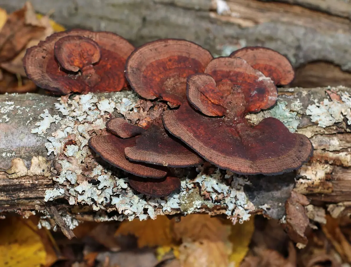 Gmatwica trójbarwna (Daedaleopsis tricolor) — zdjęcie 1 z 4