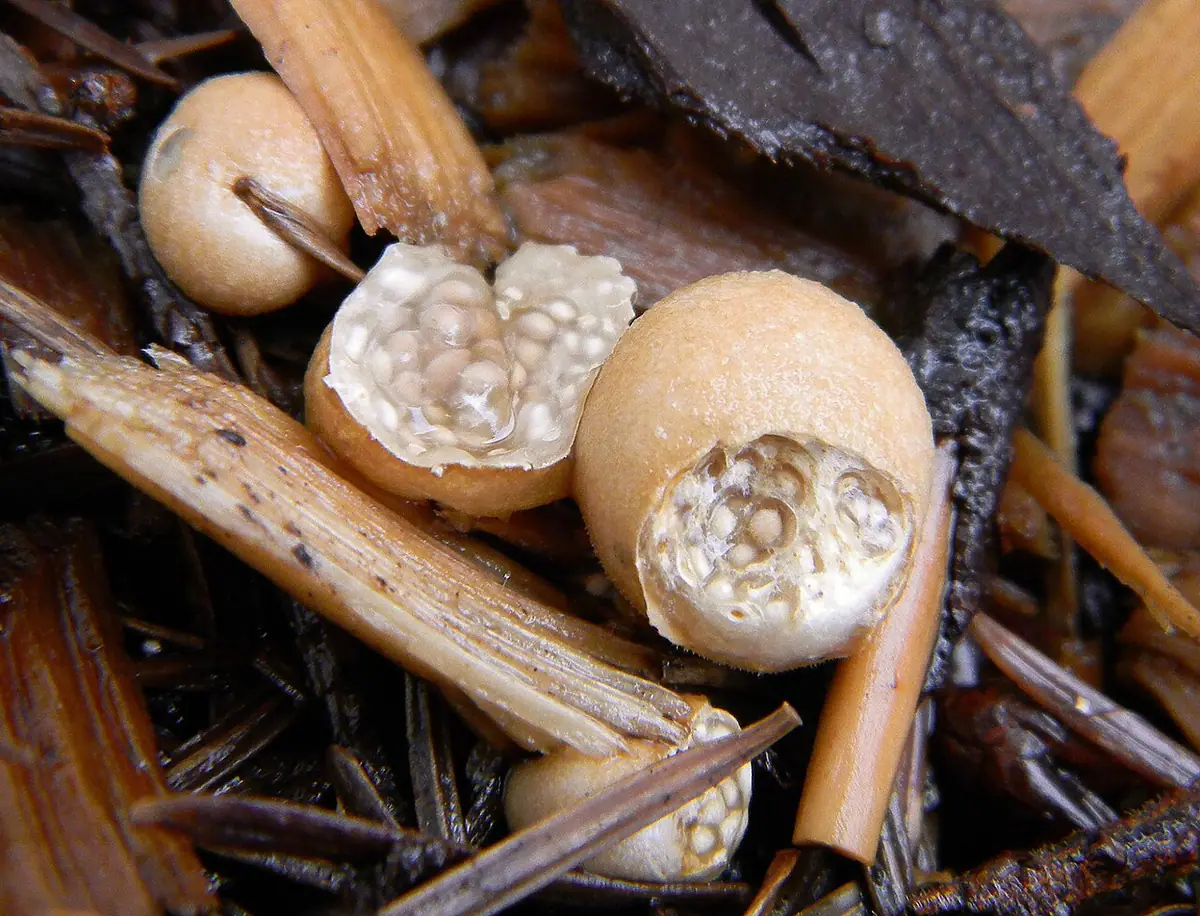 Gniazdnica kulista (Nidularia deformis) — zdjęcie 1 z 4