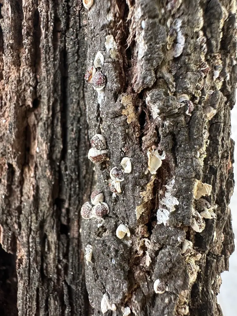 Gniazdnica prószysta (Nidularia pulvinata) — zdjęcie 1 z 4