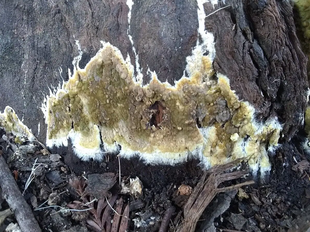 Gnilica oliwkowa (Coniophora olivacea) — zdjęcie 1 z 4