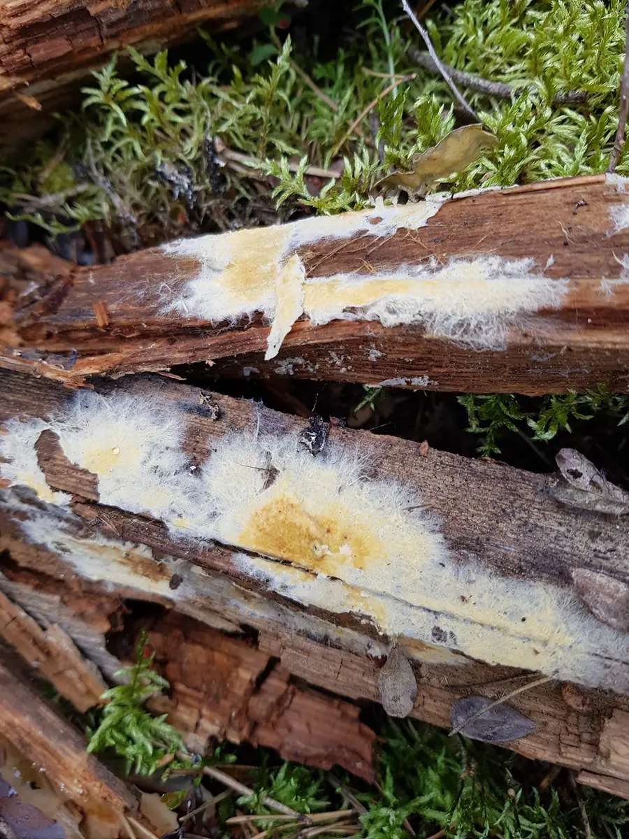 Gnilica wrzecionowatozarodnikowa (Coniophora fusispora) — zdjęcie 1 z 2