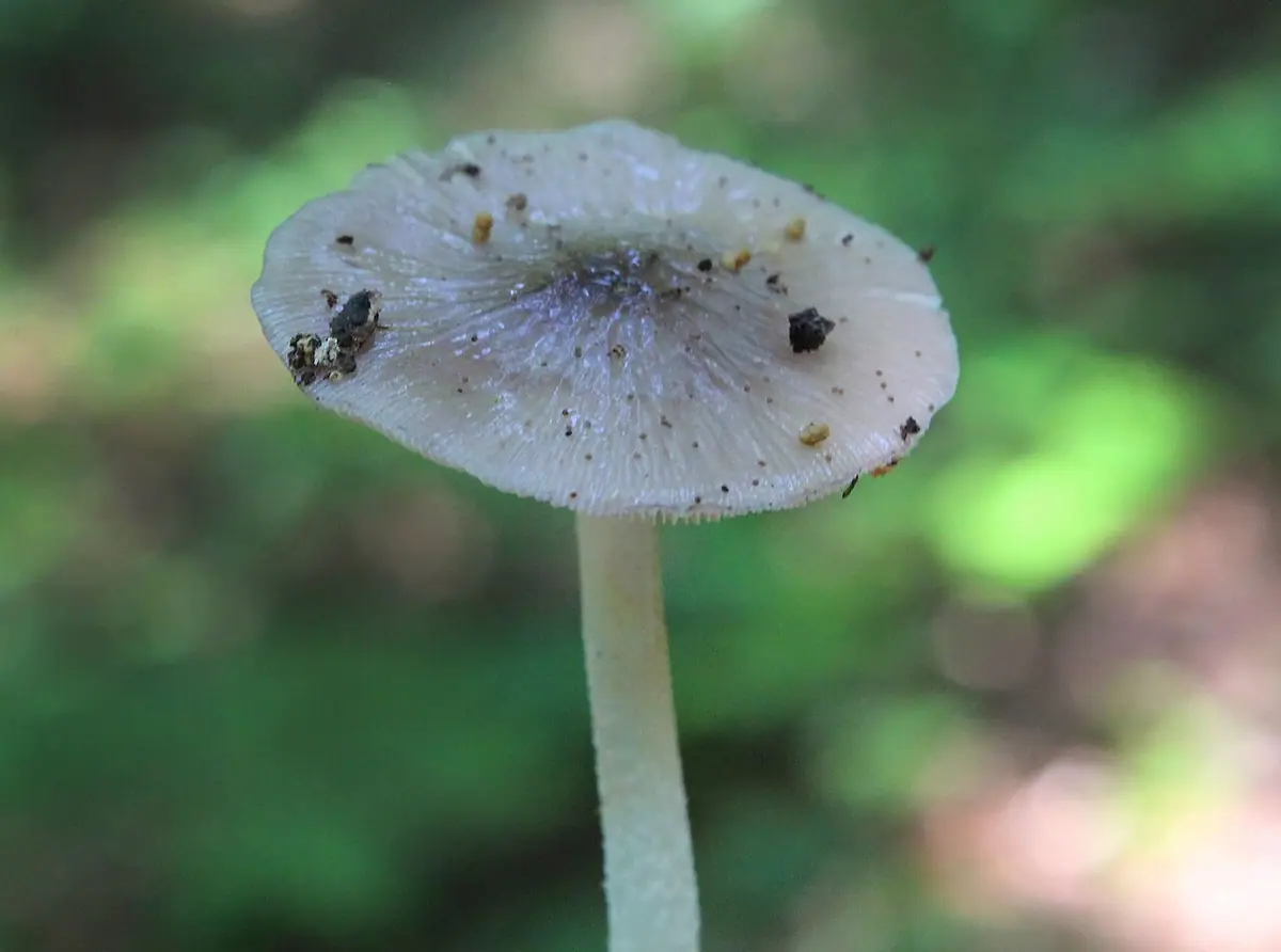Gnojanka usiatkowana (Bolbitius reticulatus) — zdjęcie 1 z 4