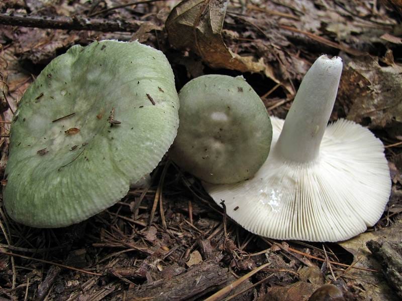 Gołąbek białozielonawy (Russula aeruginea) — zdjęcie 1 z 4