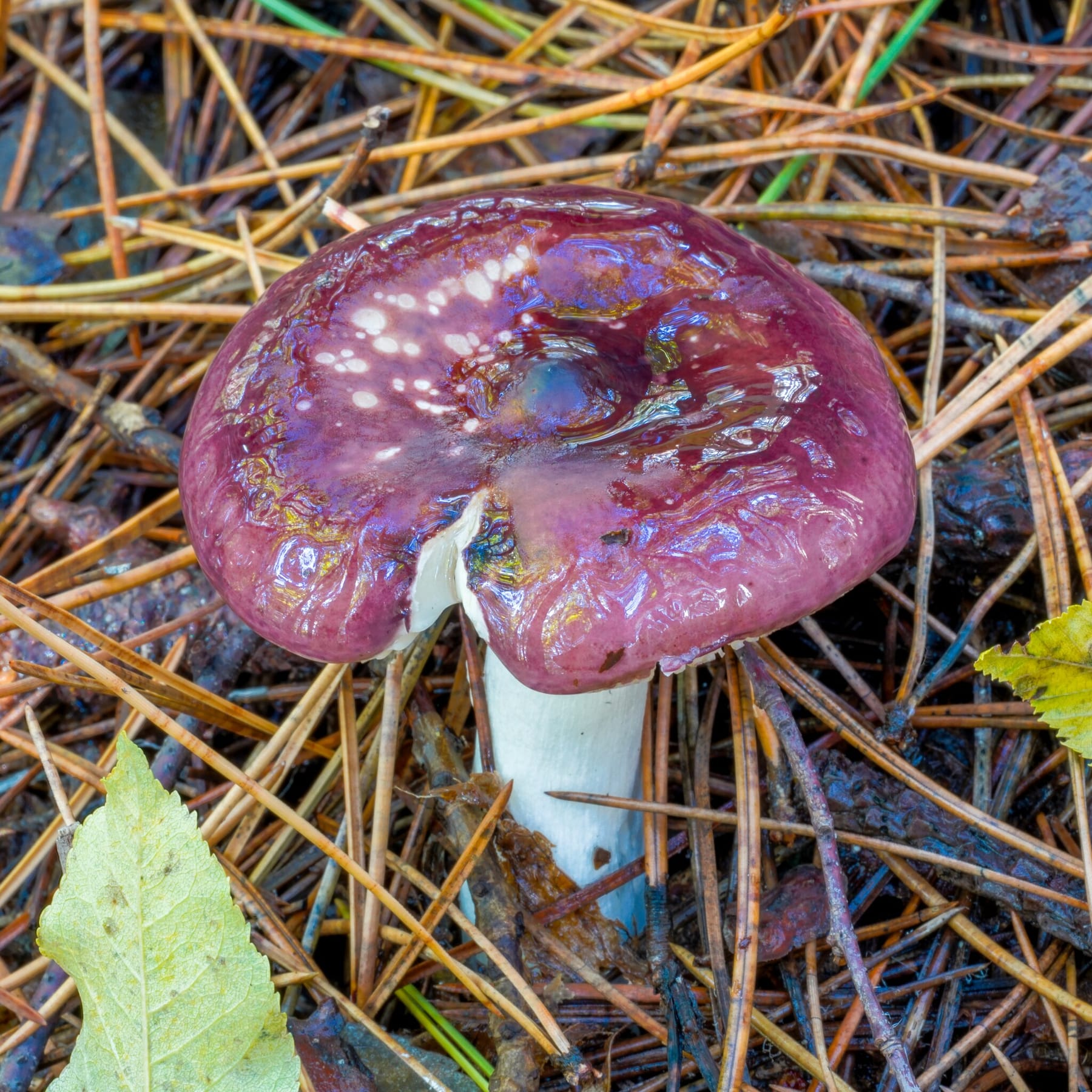 Gołąbek błękitny (Russula caerulea) — zdjęcie 1 z 4