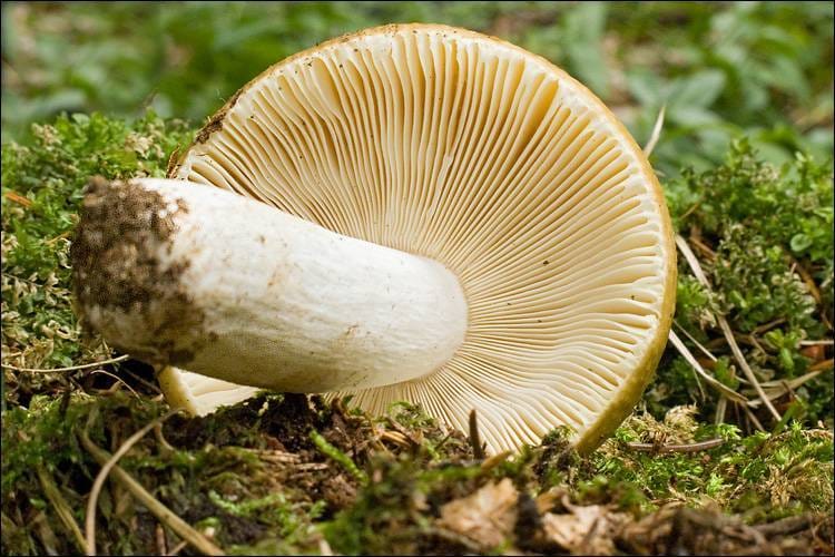 Gołąbek brudnożółty (Russula ochroleuca) — zdjęcie 1 z 4