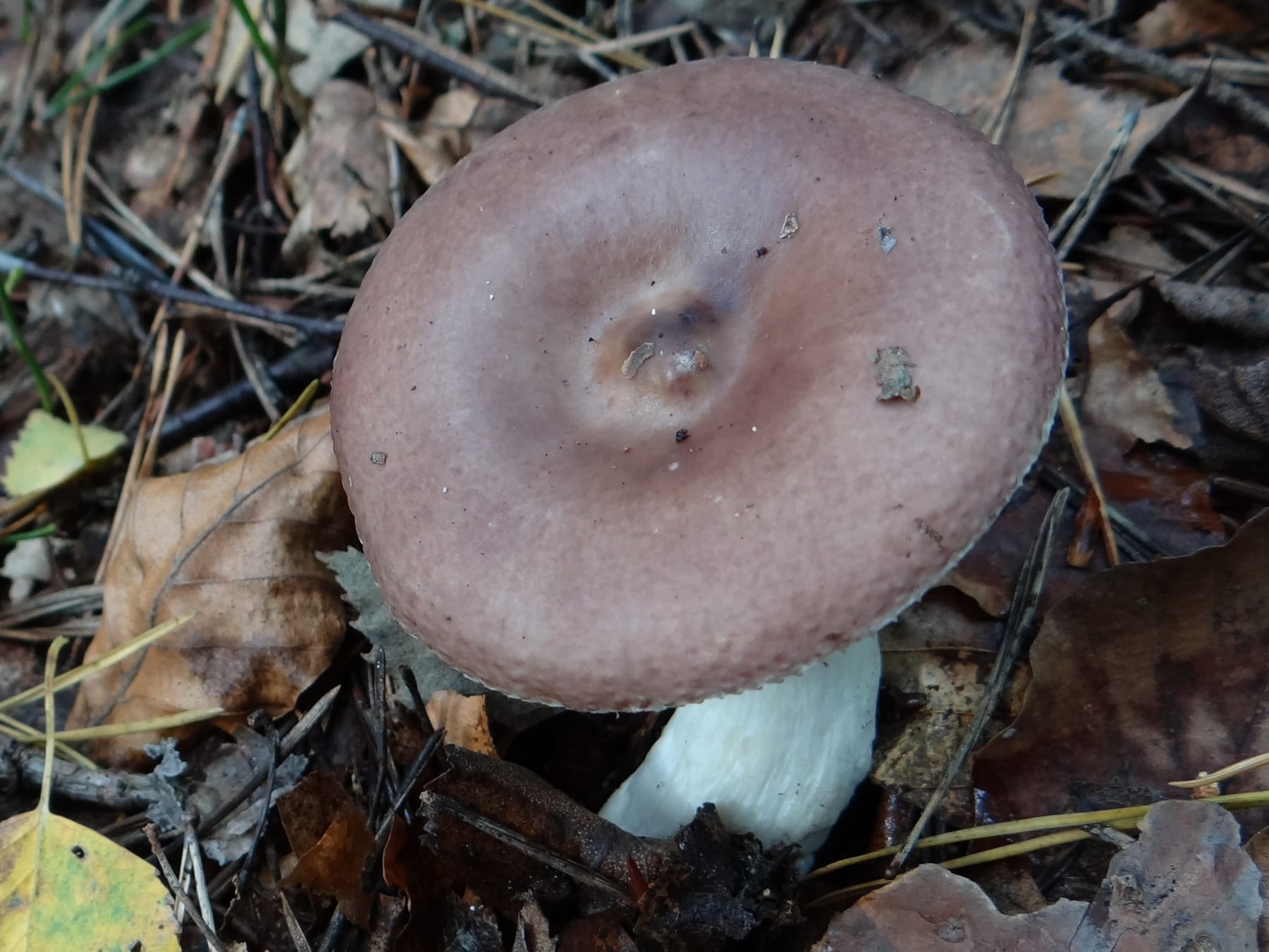 Gołąbek brunatnofioletowy (Russula brunneoviolacea) — zdjęcie 1 z 4