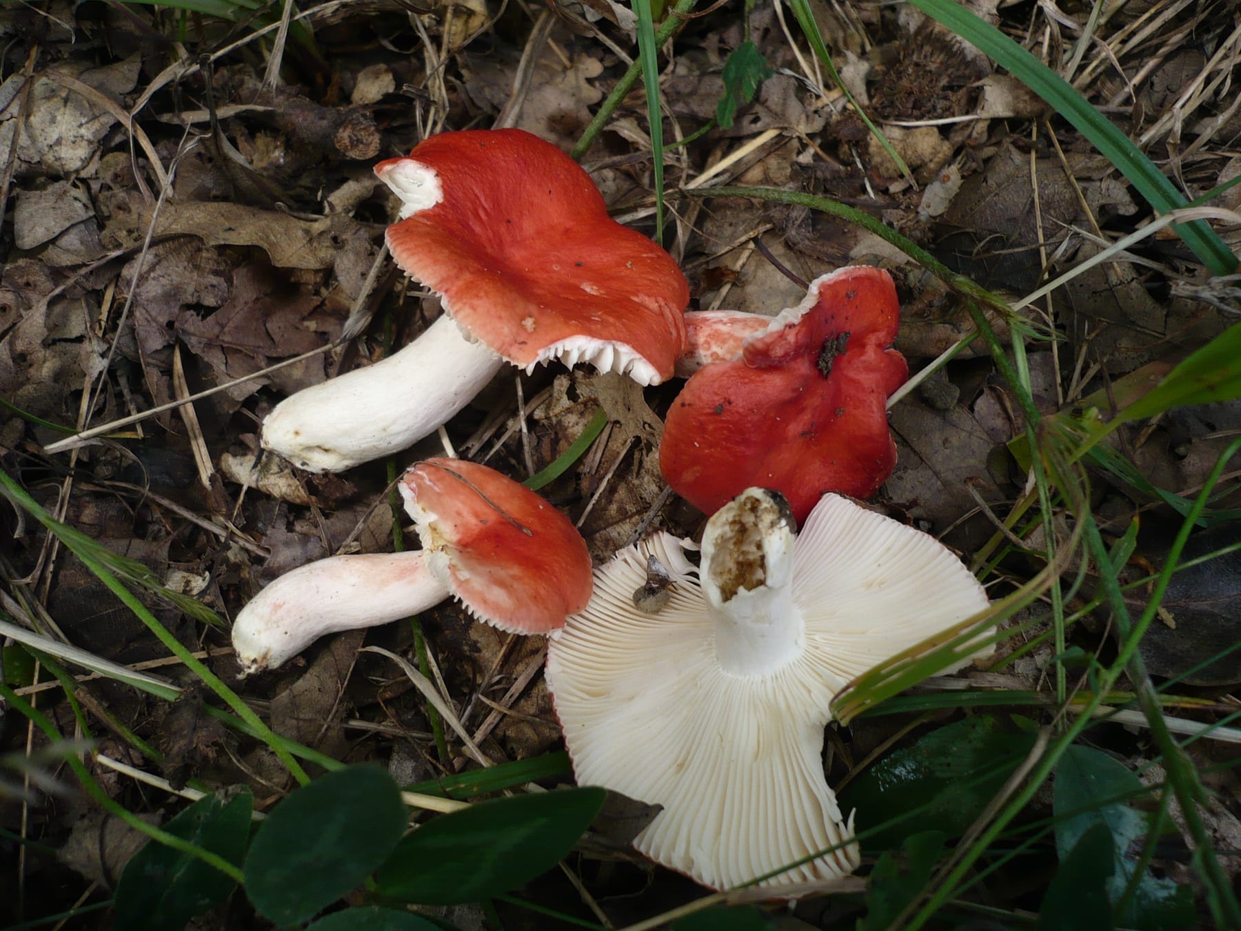 Gołąbek brzoskwiniowy (Russula persicina) — zdjęcie 1 z 4