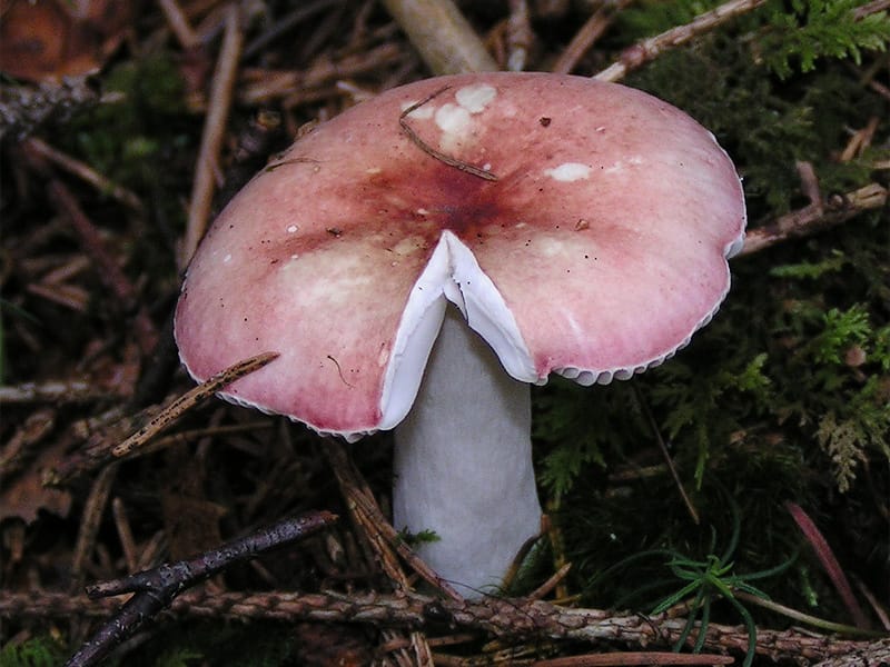 Gołąbek brzozowy (Russula betularum) — zdjęcie 1 z 4