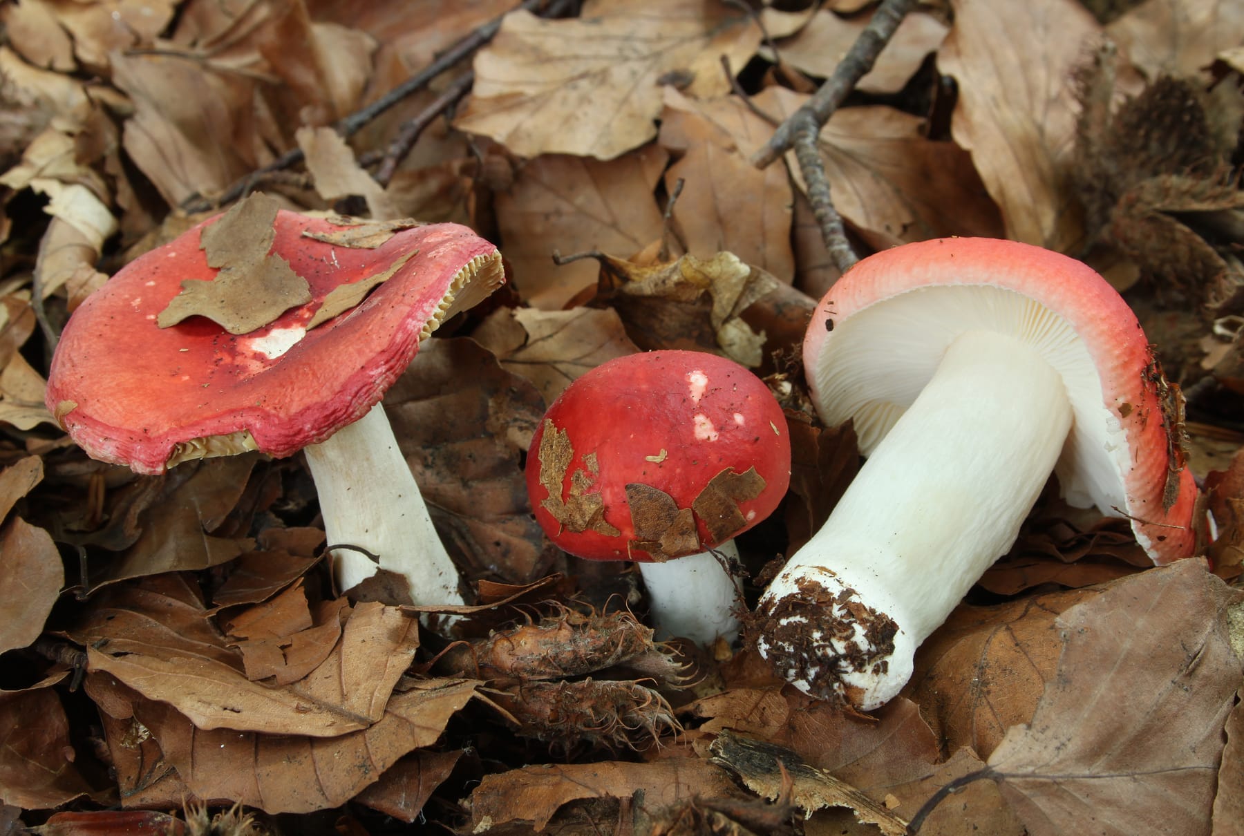 Gołąbek buczynowy (Russula nobilis)