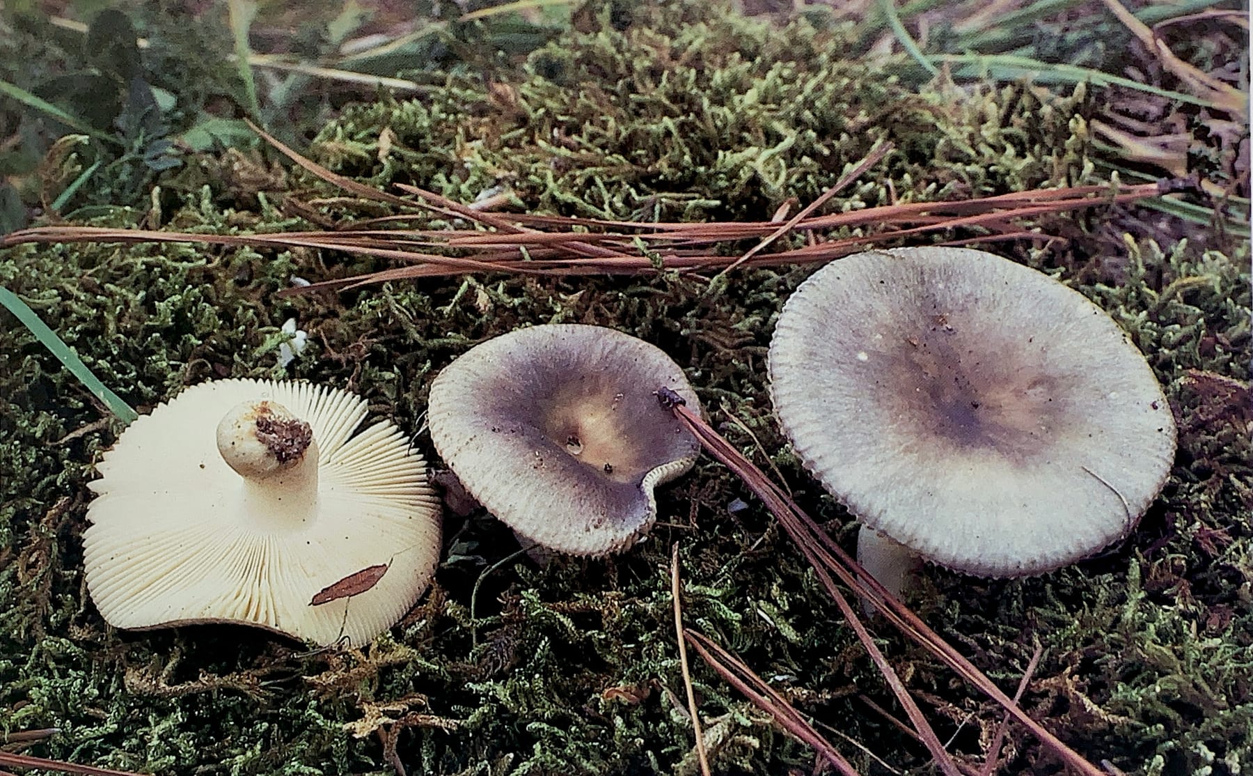 Gołąbek chmurny (Russula parazurea) — zdjęcie 1 z 4