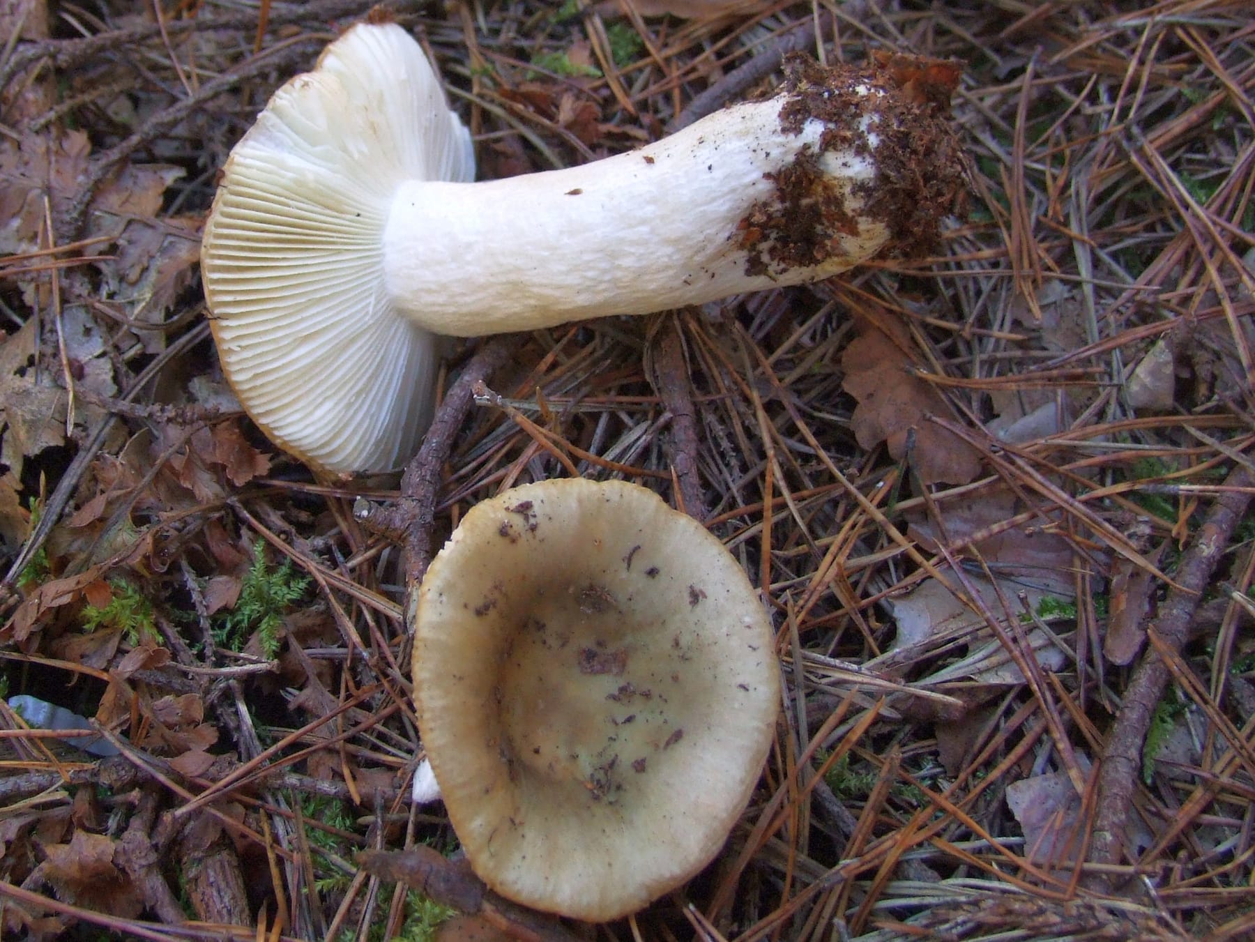 Gołąbek ciemniejący (Russula livescens)
