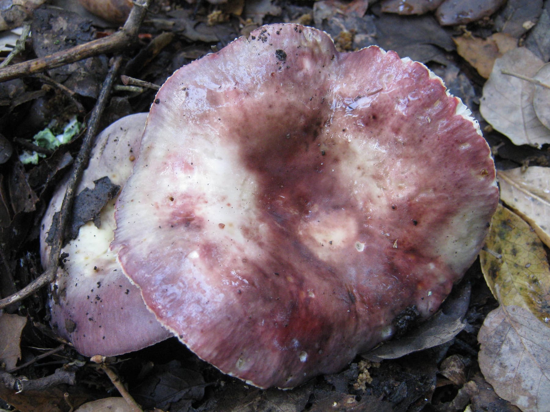 Gołąbek cuchnący (Russula graveolens) — zdjęcie 1 z 4