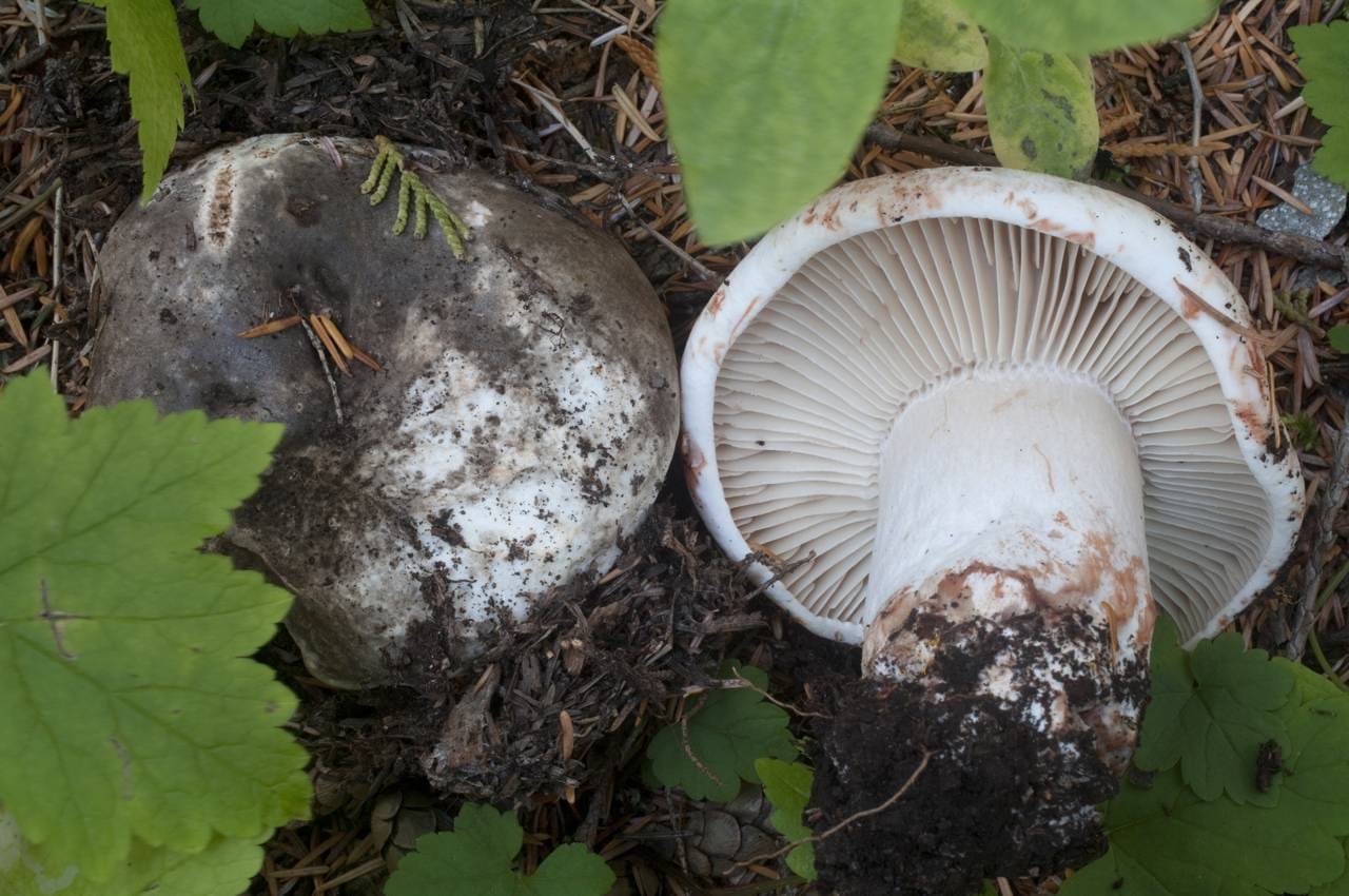 Gołąbek czarniawy (Russula nigricans)