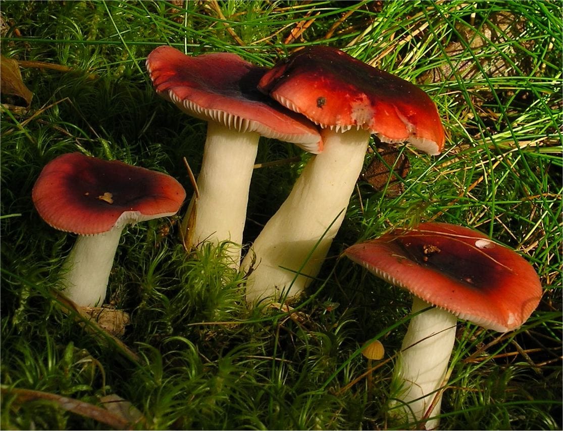 Gołąbek czarnoczerwony (Russula atrorubens) — zdjęcie 1 z 4