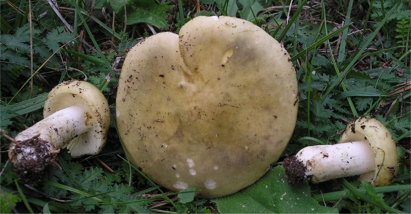 Gołąbek czerwonofioletowy (Russula sardonia)