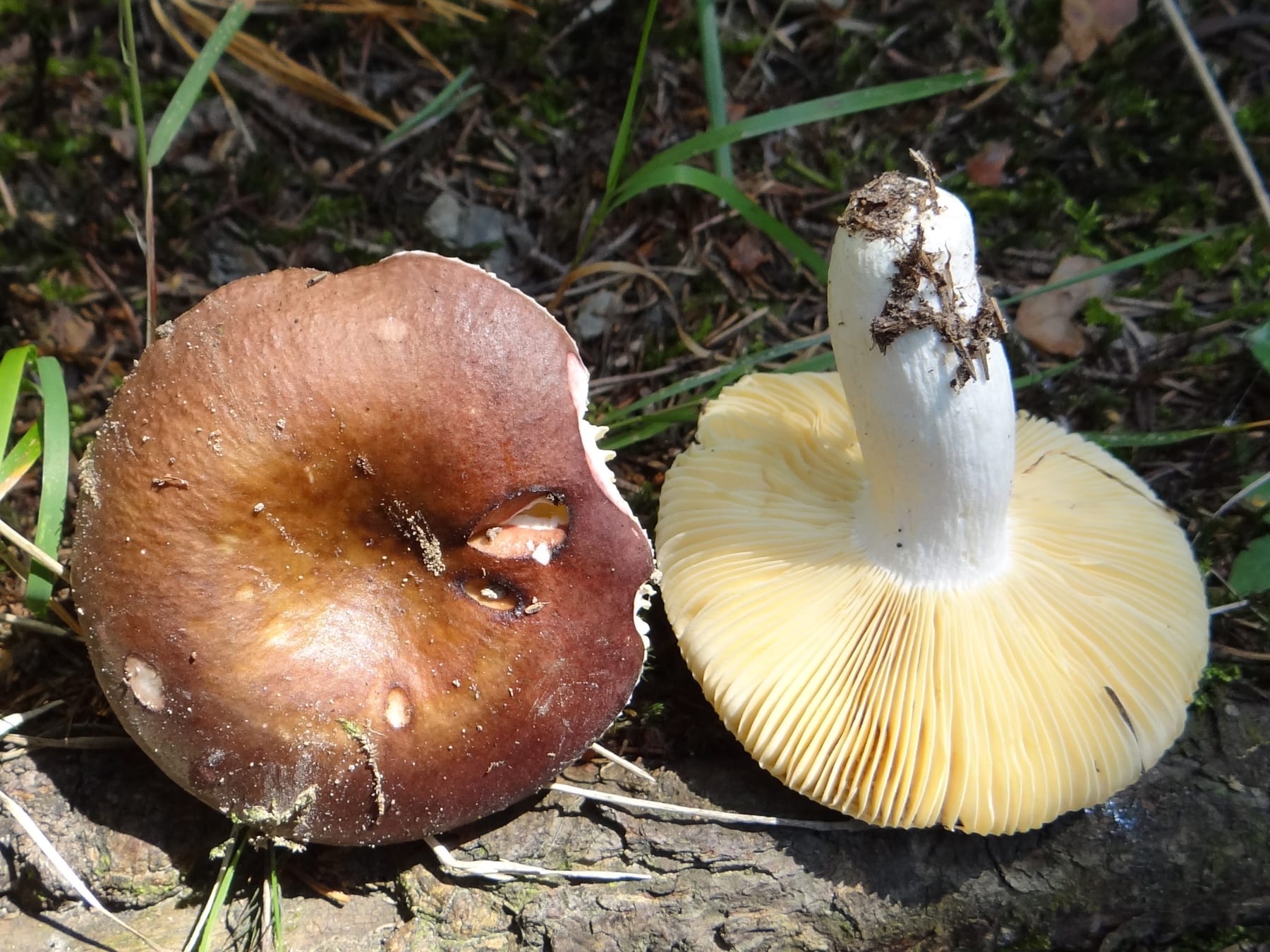 Gołąbek czerwonopomarańczowy (Russula intermedia) — zdjęcie 1 z 2