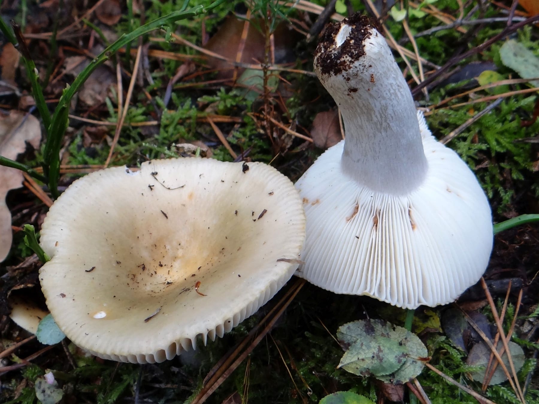Gołąbek fałszywy (Russula pseudodelica)