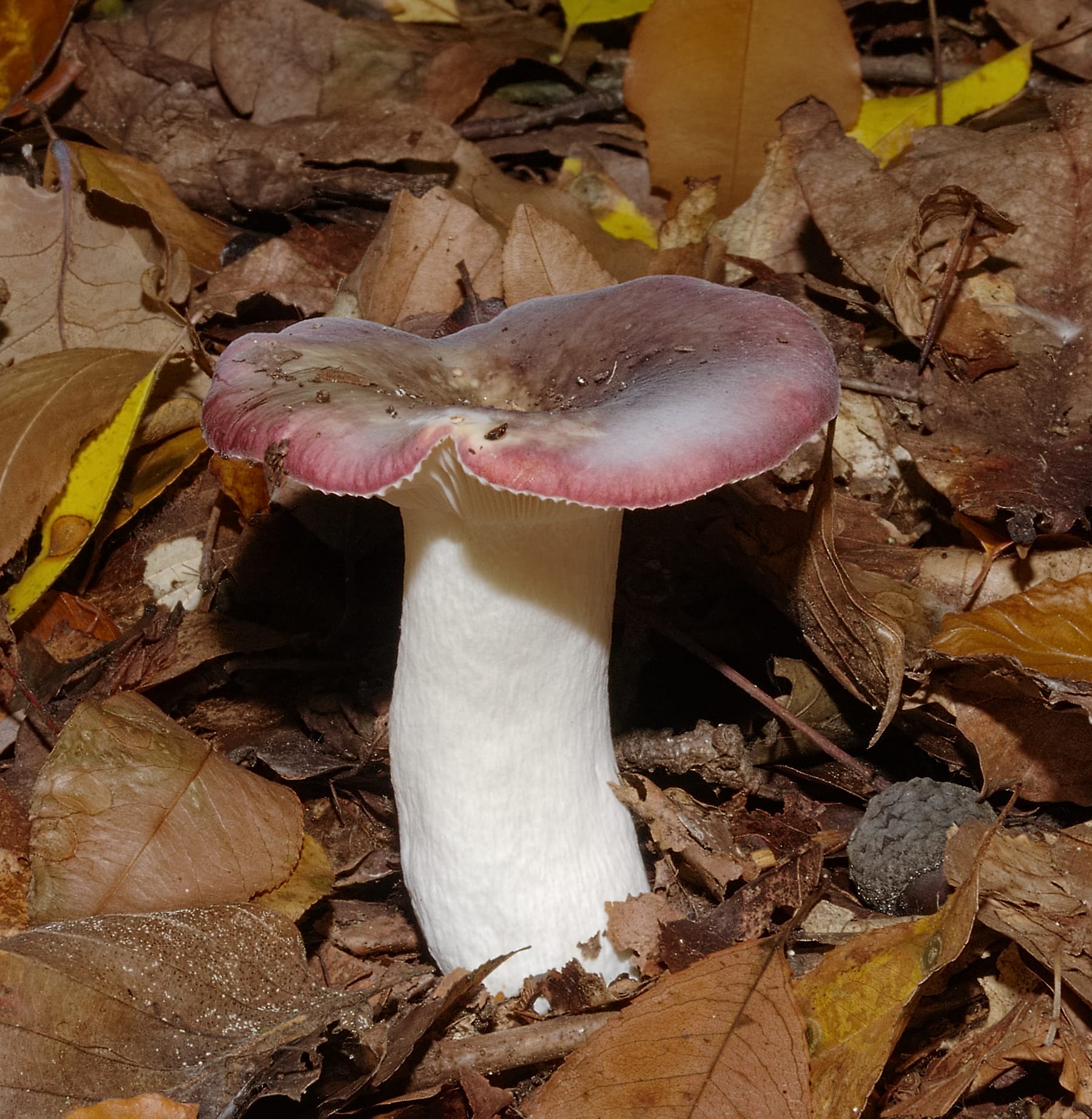 Gołąbek fiołkowozielony (Russula ionochlora) — zdjęcie 1 z 4